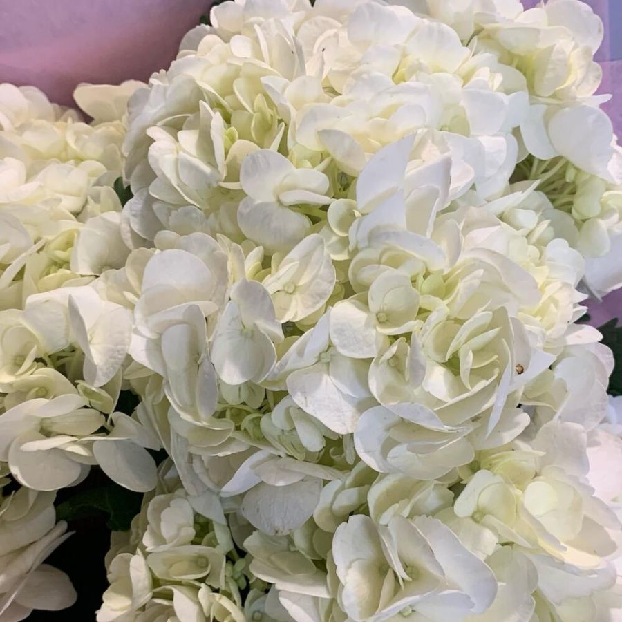 Букет белых гортензий