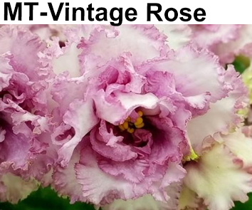 МТ-Vintage Rose