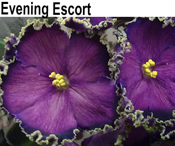 Evening Escort