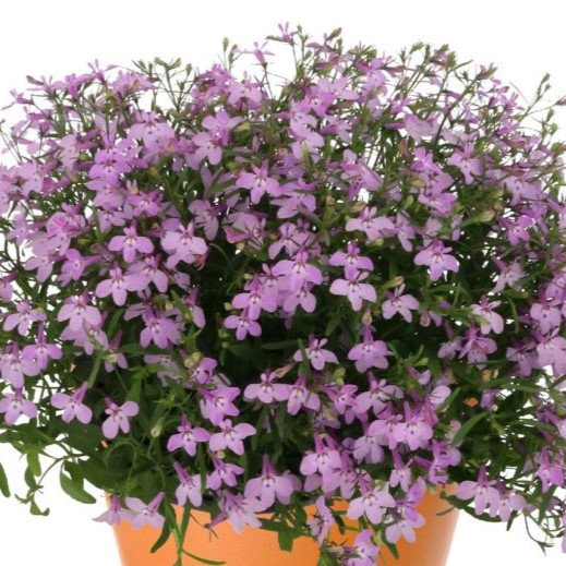 Лобелия еринус (Lobelia erinus) Palace Lilac, 100 мультидраже