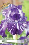 IRIS-GeRMANSKIJ-BATIK-BATIK-1-sht