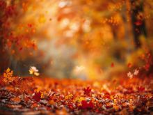 Фон стена "Autumn wall №16"