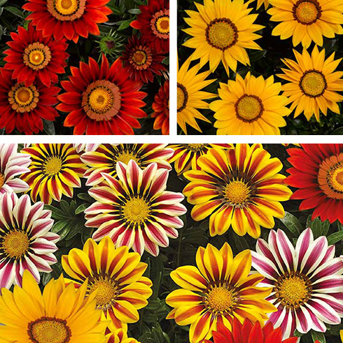Гацания жестковатая (Gazania rigens F1) Big Kiss Mix, 50 семян