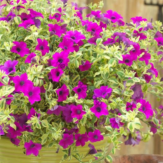 Петуния сурфиния Variegated Purple Mini