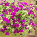 Петуния сурфиния Variegated Purple Mini