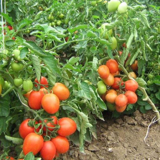 Томат детерминантный Метеор F1, 50шт семян