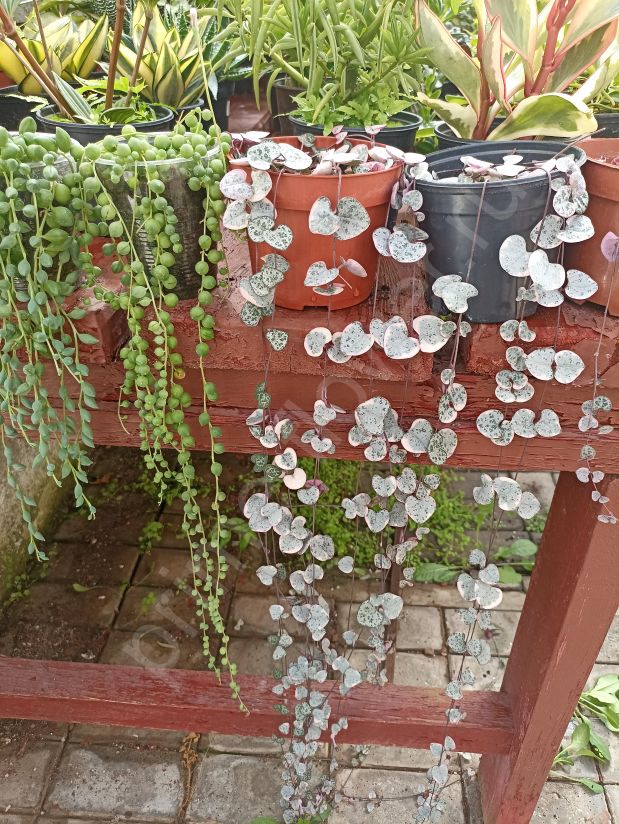 Крестовник роули