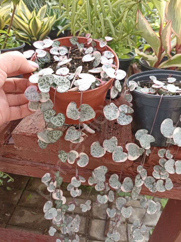 Церопегия Вуда Вариегата