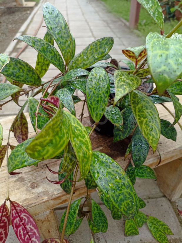 Эсхинантус Мраморный