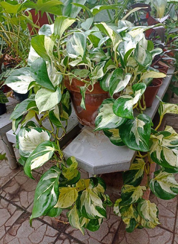 Сциндапсус Marble apple (Мраморное яблоко)