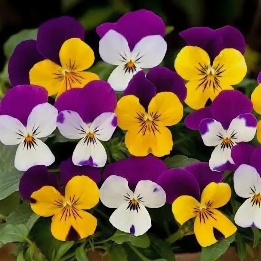 Виола виттрока (Viola wittrockiana) Freefall Little Faces Mix, 50 семян