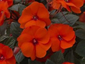 Бальзамин SunPatiens® Compact HOT CORAL