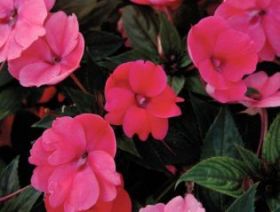 Бальзамин SunPatiens® Compact DEEP ROSE