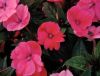 Бальзамин SunPatiens® Compact DEEP ROSE