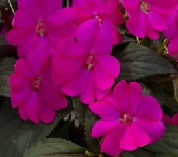 Бальзамин SunPatiens® Compact HOT LILAC