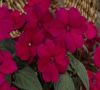 Бальзамин SunPatiens® Compact MAGENTA