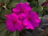 Бальзамин SunPatiens® Compact PURPLE