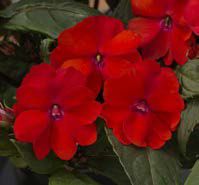 Бальзамин SunPatiens® Compact RED