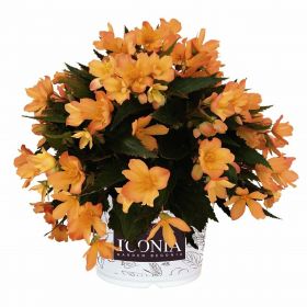 Бегония ампельная I'CONIA  Portofino Orange