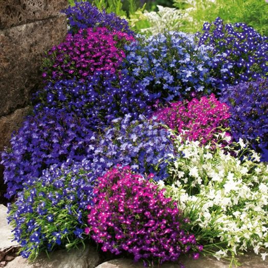 Лобелия еринус (Lobelia erinus) Riviera Mix, 100 мультидраже