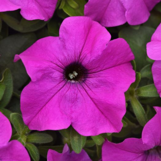 Петуния крупноцветковая (Petunia grandiflora F1) Ez Rider Violet, 100 драже