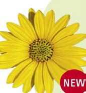 Остеоспермум FlowerPower Yellow'24