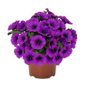 Петуния Potunia Lilac