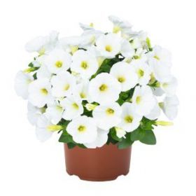 Петуния Potunia White