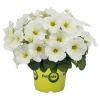 Петуния Sweetunia® White 2024