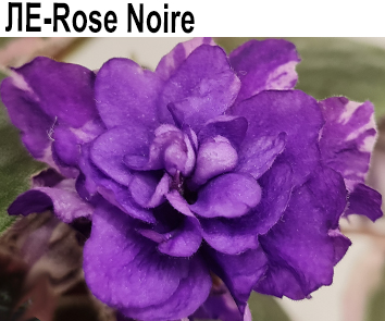 ЛЕ-Rose Noire (Е.Лебецкая)