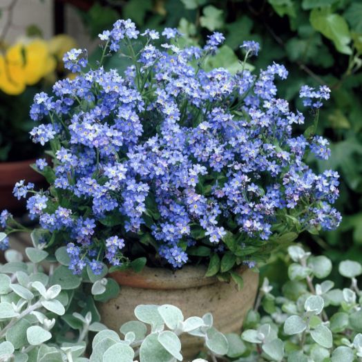 Незабудка альпийская (Myosotis alpestris) Victoria Blue, 0,5г семян
