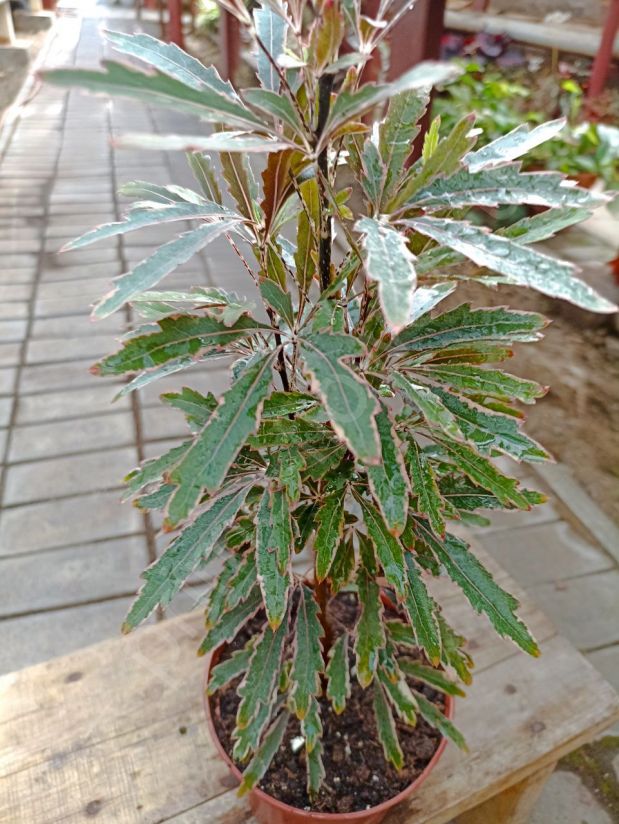 Дизиготека Бьянка