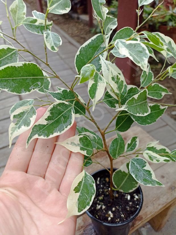 Фикус Бенджамина Твилайт