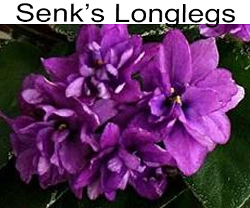 Senk`s Longlegs (Follett/Senk)