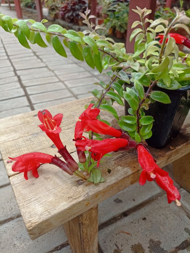 Эсхинантус Твистер