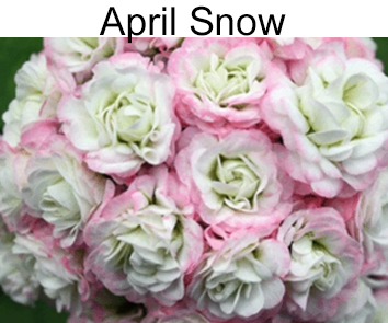 April Snow пеларгония розебудная