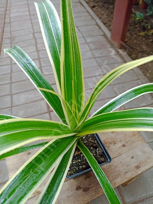 Панданус "Pandanus" Вариегатный