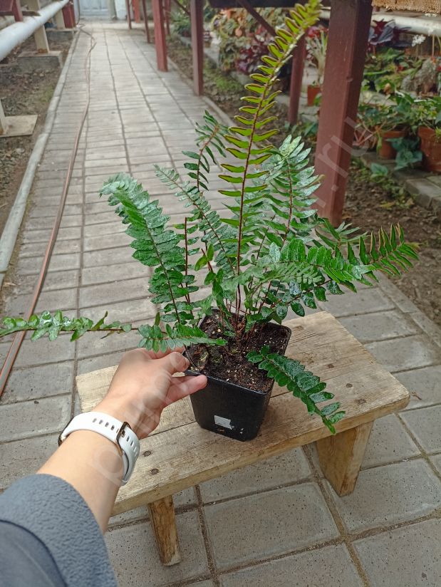 Пеллея Фальката