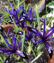 Ирис/Касатик сетчатый Блю Ноут 10шт / Iris reticulata Blue Note