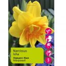 Нарциссы Иша 5шт 14/16/ Narcissus Isha