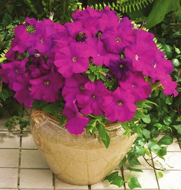 Петуния крупноцветковая (Petunia grandiflora F1) Tritunia Violet, 250 драже