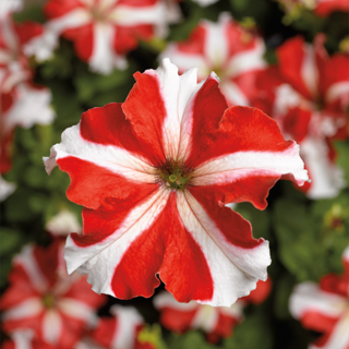 Петуния крупноцветковая (Petunia grandiflora F1) Tritunia Red Star, 250 драже