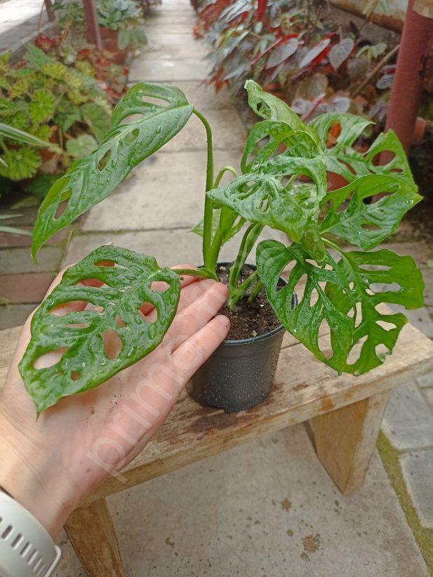 Монстера косая Monkey Mask