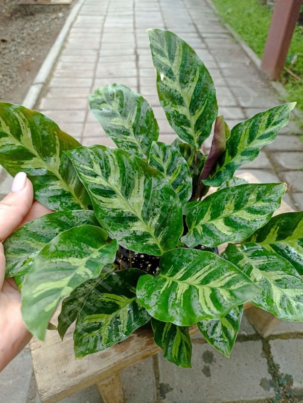 Калатея Литце (Calathea Lietzei)