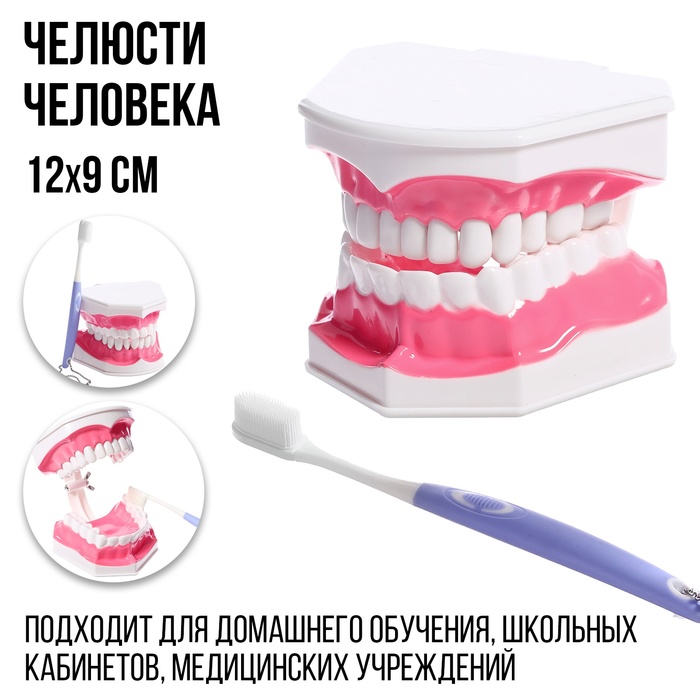 Игровой набор «Макет челюсти человека», 12 ? 9 см, с щёткой, щётка цвета МИКС