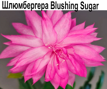 Шлюмбергера  Blushing Sugar  НОВИНКА