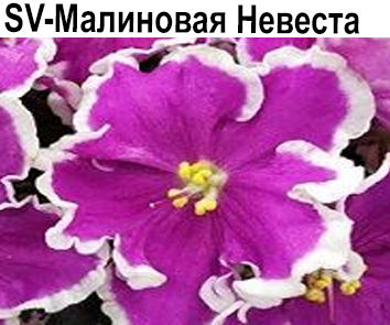 SV-Малиновая Невеста (С.Суворова)  НОВИНКА