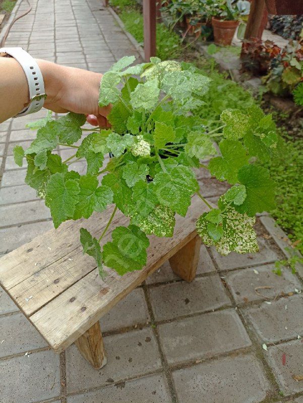 Толмия Мензиса  (Tolmiea menziesii)