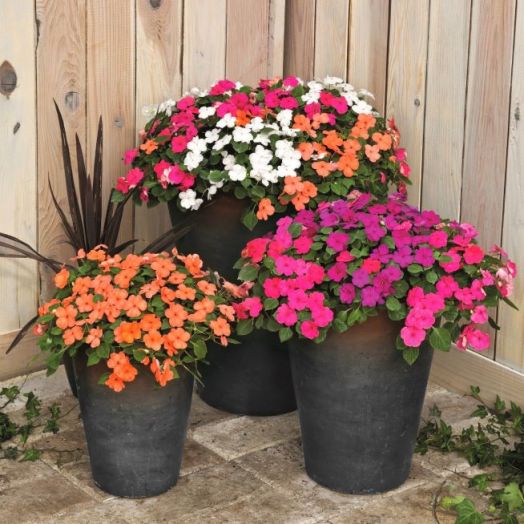 Бальзамин Уоллера (Impatiens walleriana F1) Lollipop Mix, 100 семян