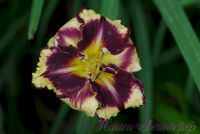 Лилейник ' Эмперор' / Hemerocallis 'Emperor'